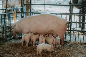 A mother pig nursing her piglets in a barn with hay-covered floor in Canada.