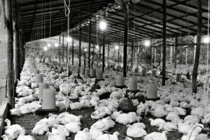 Black and white image of a large indoor poultry farm in Ecuador, showcasing numerous chickens under a shelter.
