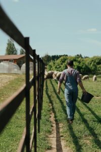 Farmer walking towards a flock of sheep on a sunny farm, carrying a bucket, wearing a checkered shirt and overalls.